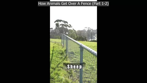 Best Of Funny Videos (Animals/Fighting/Celebrities/Impersonations + More)