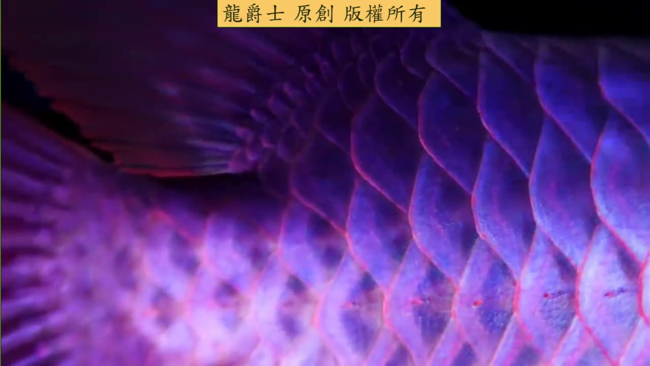 【龍爵士】紀錄 高畫質