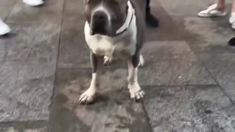 German woman walks her dog, Muslims scatter in disgust. 🐕🐕‍🦺