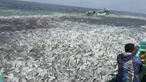 الكتن 🐬🇴🇲 🤯🤯🤯🤯🤯🤯🔥