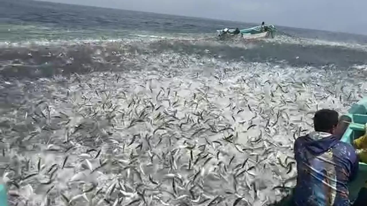 الكتن 🐬🇴🇲 🤯🤯🤯🤯🤯🤯🔥