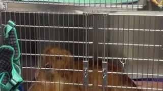 😂🐕 Wait For The Giant Surprise! Dog Meets Bigger Dog | FunFM