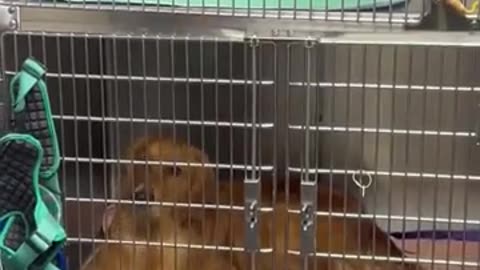 😂🐕 Wait For The Giant Surprise! Dog Meets Bigger Dog | FunFM