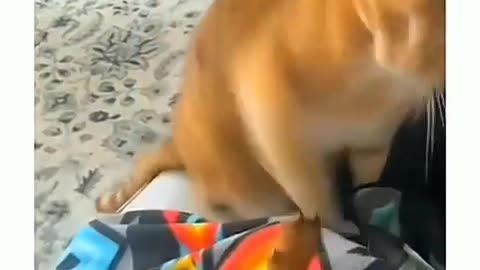 Funny 🤣 Cat 😸 and Dogs best funny video 2025#
