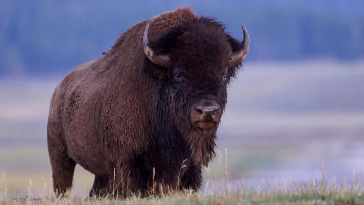 When There Was Two Distinct Bison Herds In Yellowstone, Now Only One In Just 9 Years