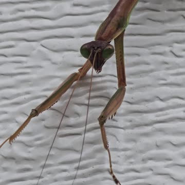Praying Mantis.