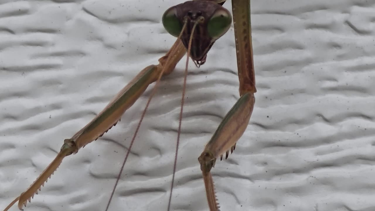 Praying Mantis.