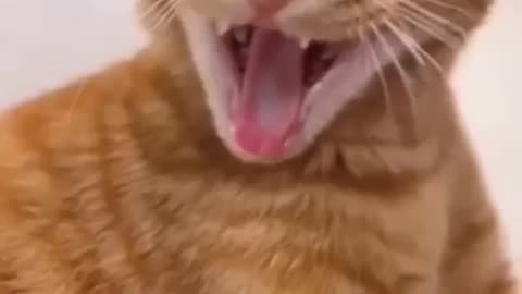 😂 Funniest Cats & Kittens Ever!