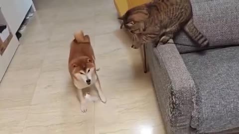 Cat catches dog with fish