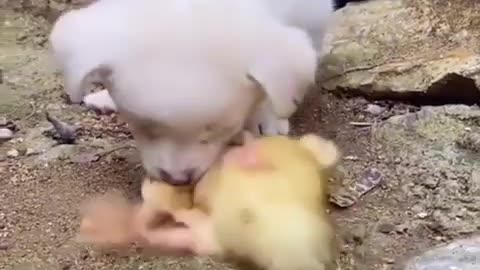 Funny video Animal🤣