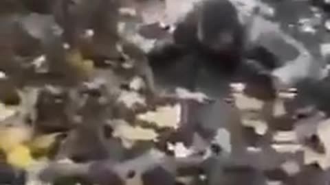 Ukriane war combat footage 10/1/25