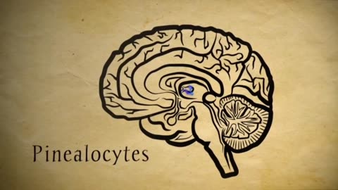 Geheimnisse der Zirbeldrüse
