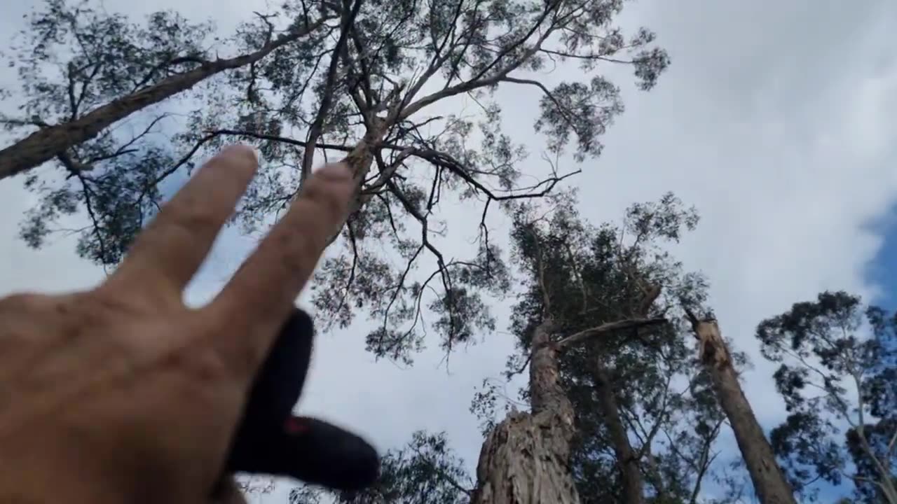 Rigging a whole tree