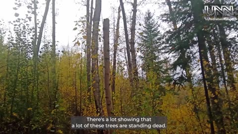 From fire to forest 🌲 Fort McMurray’s recovery is remarkable. Watch Steve’s report!