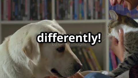 Love, Not Strictness: The Secret to Happy Pets!