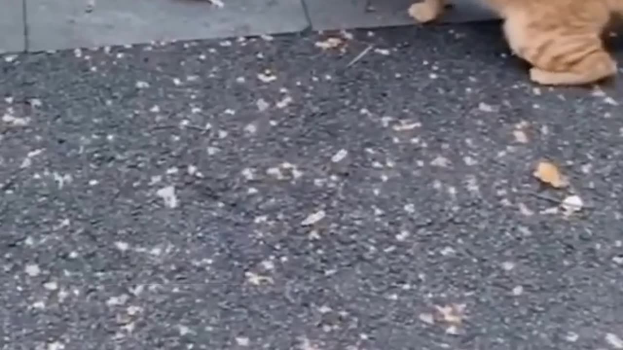 The cat and mouse debate