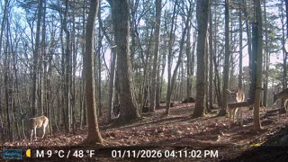 The Woods – 01/12/2026