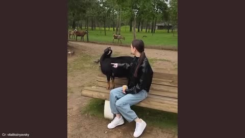 Best of Funny Animals 2025 Daily Dose of Laughter