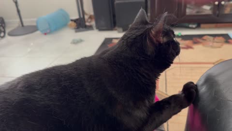 Cute Precious Piper Looks Out the Window at Her Lizard Friends - Adopted Shelter Cat Vlog