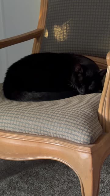 Cute Precious Piper is a Round Loaf - My Adopted Shelter Cat Vlog. #shorts