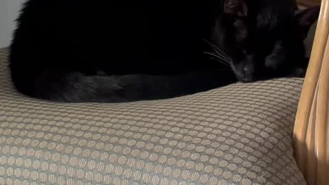 Cute Precious Piper is a Round Loaf - My Adopted Shelter Cat Vlog. #shorts