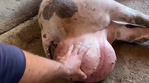 बुढ़ापे में जवान दिखना है तो ये नुस्खा जरूर ट्राई करें #viral #like #follow #trending