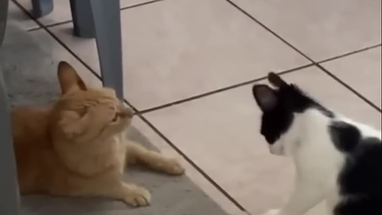 Not Me, I Swear! 😂 This Sneaky Cat Got Caught in the Act! 🐱 #FunnyCats #CuteCatMoments #CatFails