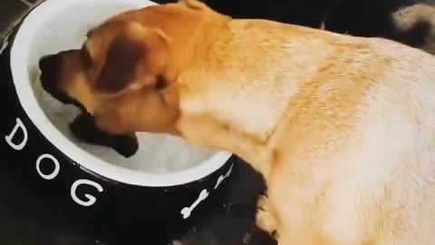 Funny animals