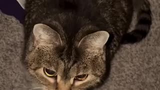Must Watch: The Most Popular Meme Animals (then vs now)