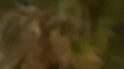 🛸😱 What Is This Mysterious Object in Mexico?! | TheTruthAbove