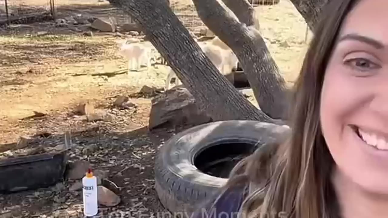 Goat is the cutest animal ever with the cutest voice