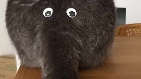 Viral: Funny Cat's Behind Looks Like an Elephant!