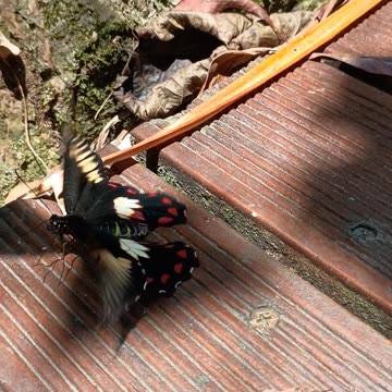 8.11.2025 The Last Hoorah