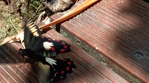 8.11.2025 The Last Hoorah