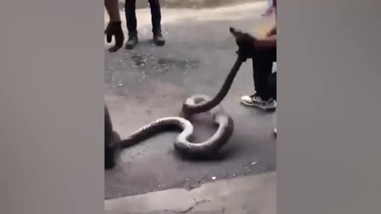 Rare Titanoboa