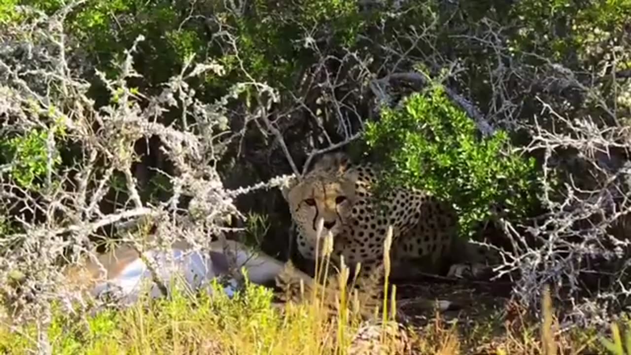 animals