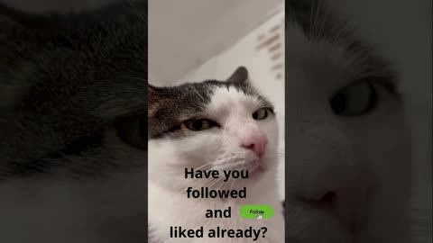 A selection of funny moments with animal #24