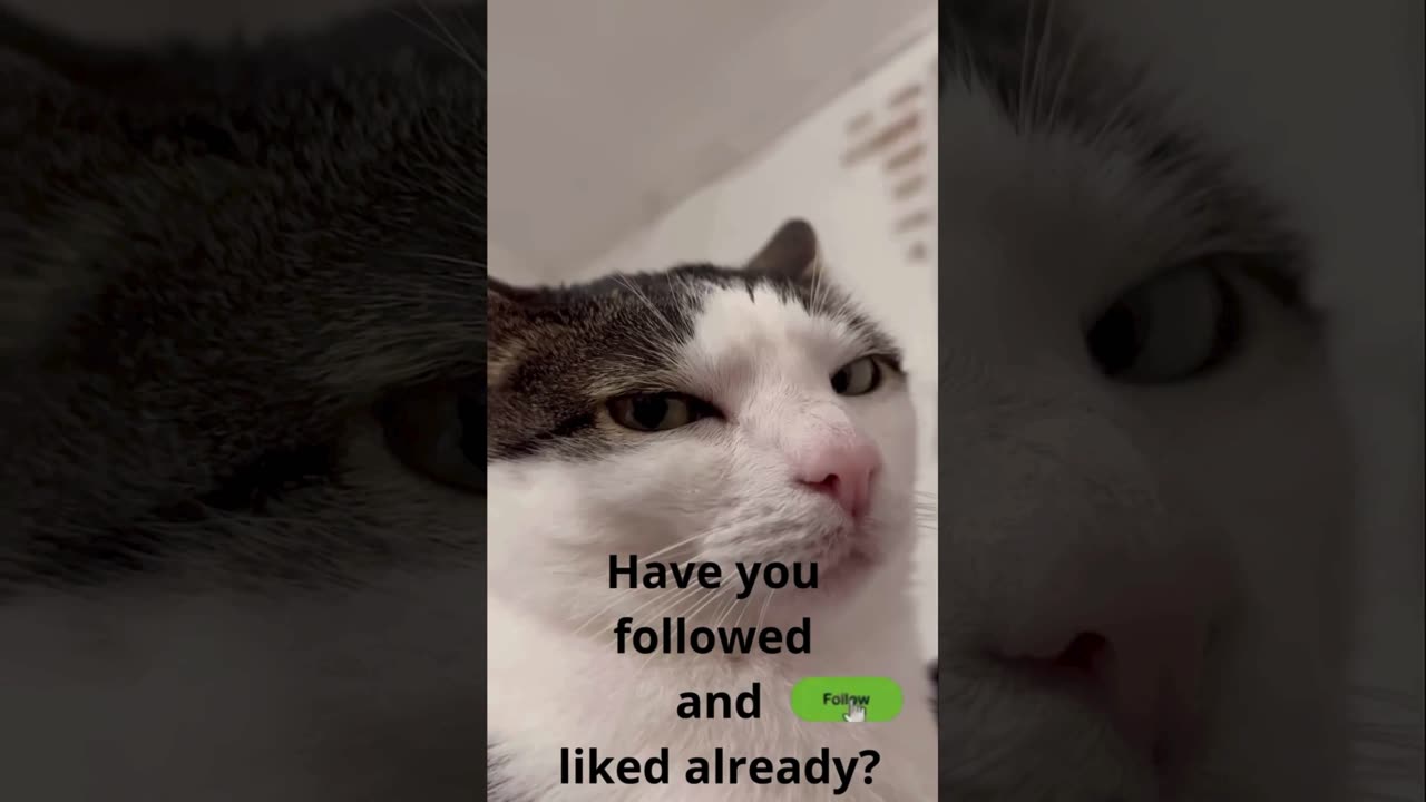 A selection of funny moments with animal #24