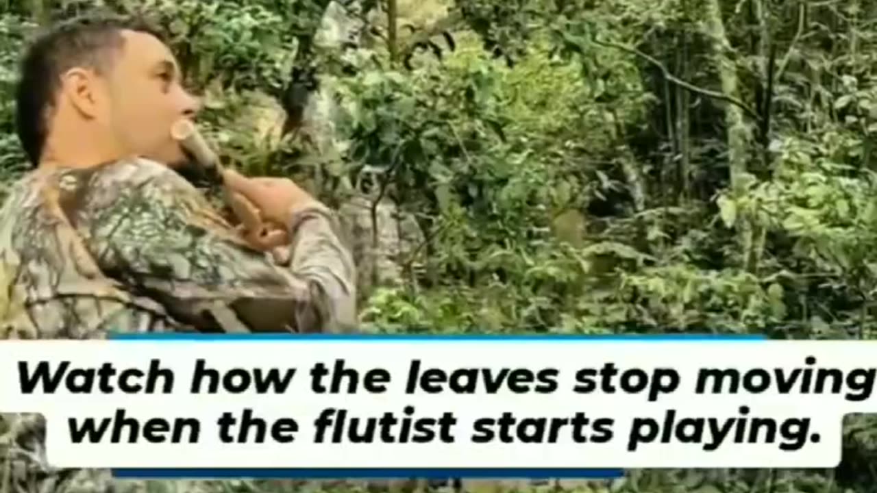 Watch how the leaves stop moving when the flutist starts playing