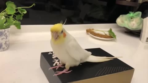 Parrot fun and dancing video