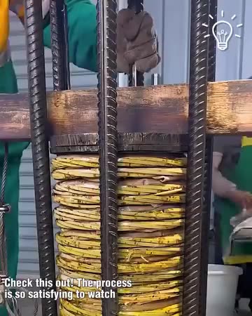 Extracting oil from sunflowers!