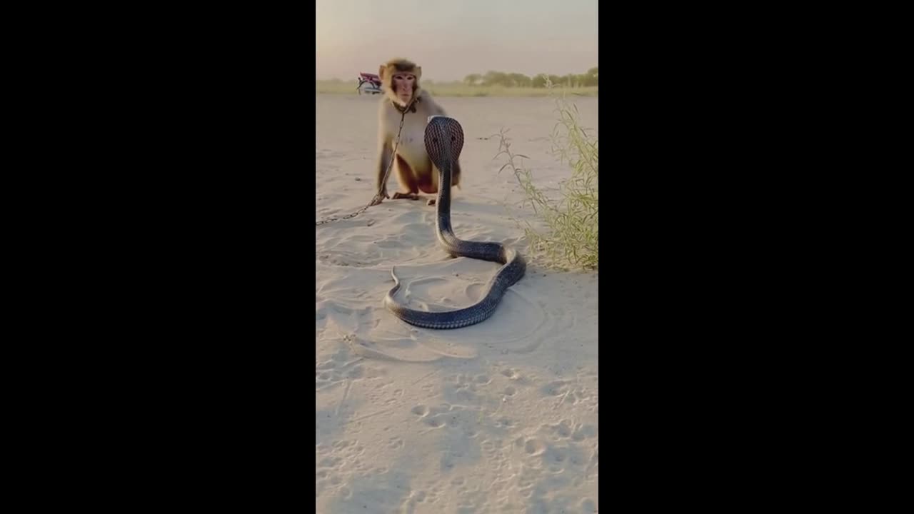 BIG COBRA KING AND MONKEY 🐒