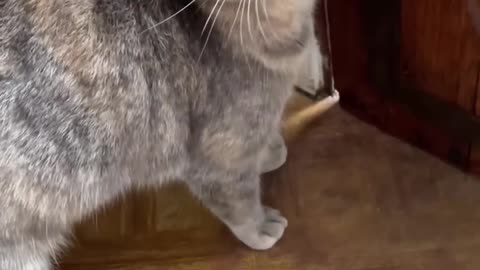 Sounds that attract cats - Meow to make cats come to you - Tantum Facta - ClickHive