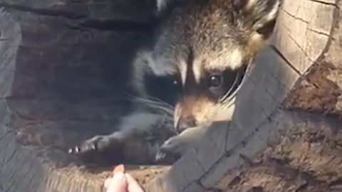 DOG TAKING BATH TIME VIRAL VIDEO 1 MILLION VIEWS