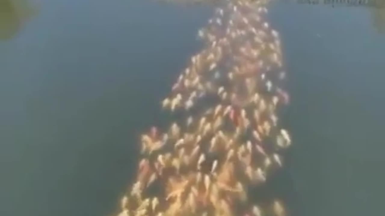 🦆✨ Fish Following a Duck — Nature's Surprising Team! | FeedMyCuriosity