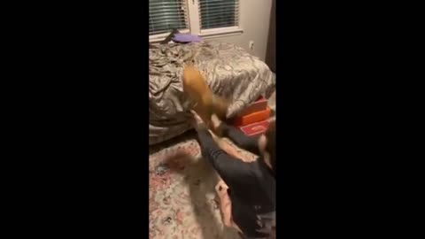 Funny animals video 😂🐶