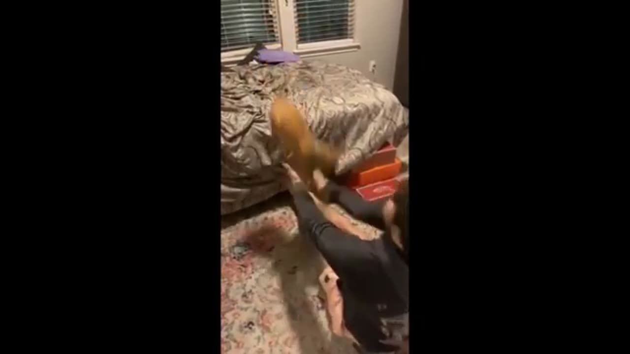 Funny animals video 😂🐶