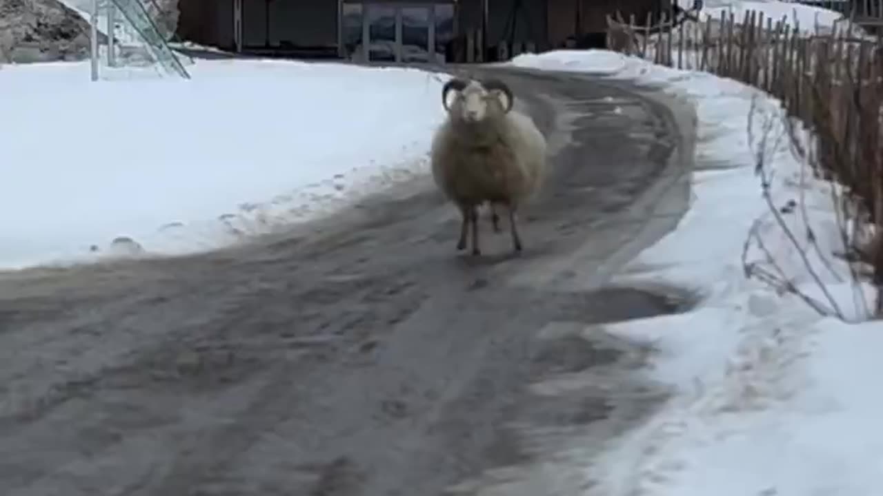 Stomping hard the hooves 🐑🤣