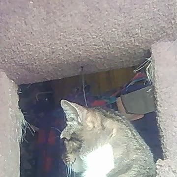 EA S121 - Feeling Trapped