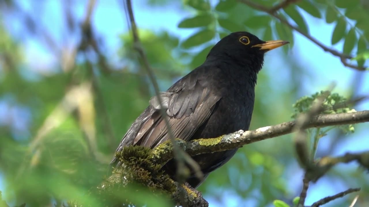 🎶 Morning Song of a Blackbird | Peaceful Birdsong for Relaxation & Nature Ambience 🌿